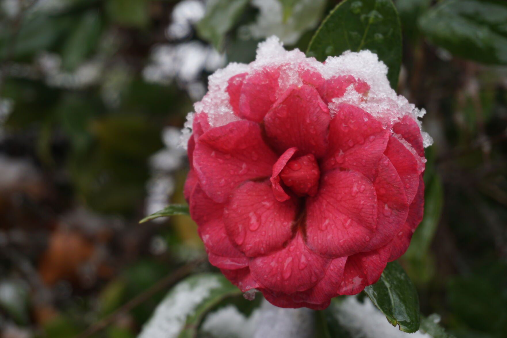Snow
